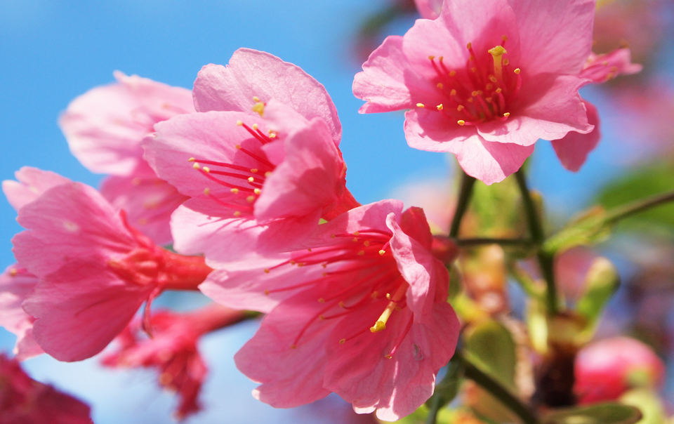 沖繩縣常見的櫻花品種「緋寒櫻（山櫻花）」。（圖片來源／沖繩觀光會議局 Visit Okinawa tw）