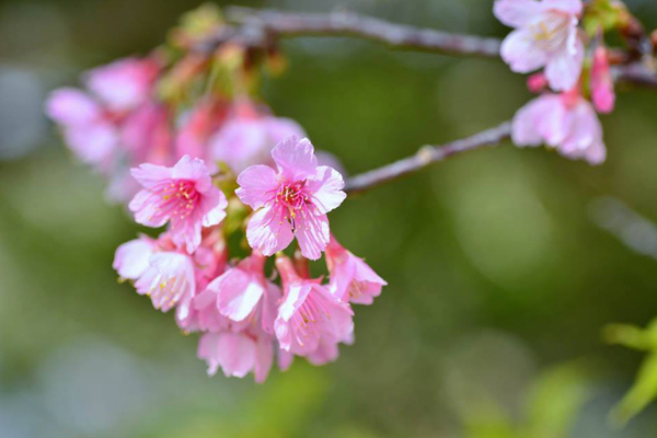 嬌嫩欲滴的櫻花。（圖片來源／沖繩觀光會議局 Visit Okinawa tw）