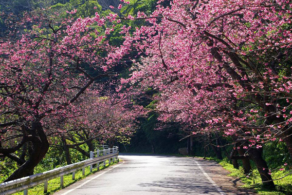 櫻花夾道粉色繽紛。（圖片來源／沖繩觀光會議局 Visit Okinawa tw）