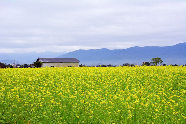 關山花海燦爛盛開(圖片來源／台東就醬玩 Amazing Taitung-台東縣觀旅處）