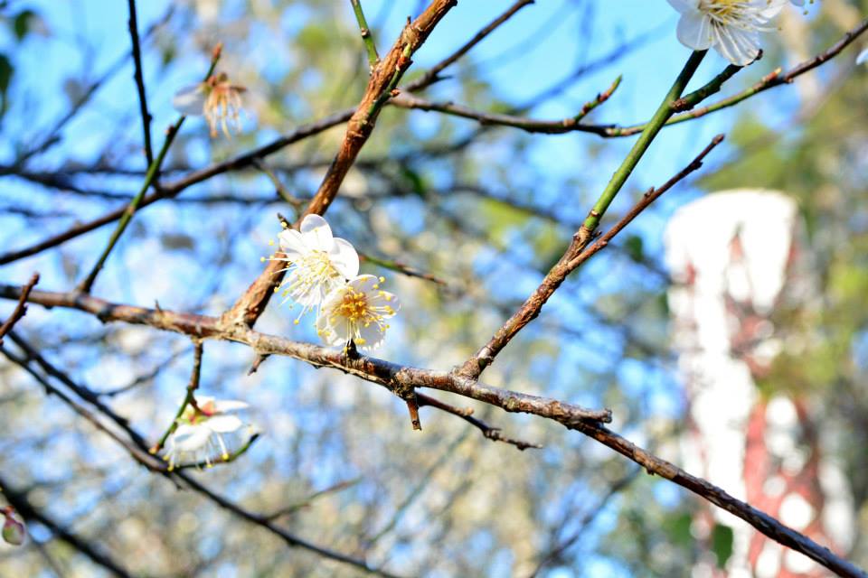 晴空萬里，朵朵梅花相當可愛。(圖片來源／愛ㄑ桃)