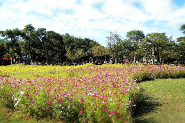 台南遍地開花妝點城市。(圖片來源／台南市政府)