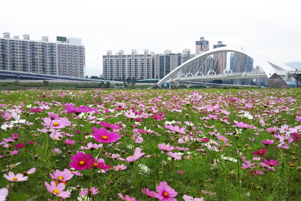 新北市2016年首波花季到來。（圖片來源／新北市政府水利局）