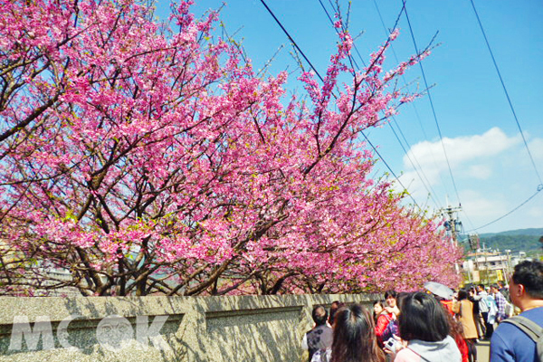 今年平菁街預計在25日當週進入盛開期（圖片提供／台北市政府工務局大地工程處）