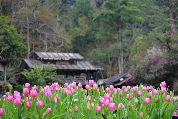 桃源仙谷鬱金香花正盛開。（圖片來源／桃源仙谷）