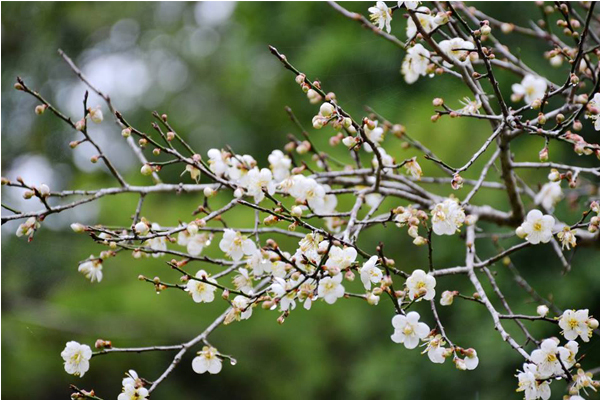 除了鬱金香花外，梅花也正盛開綻放。（圖片來源／桃源仙谷）