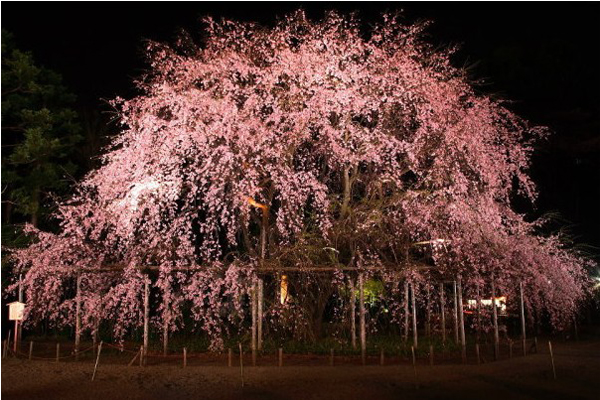 2016年六義園賞櫻活動於3/17開始。(圖片來源／東京都公園協会)