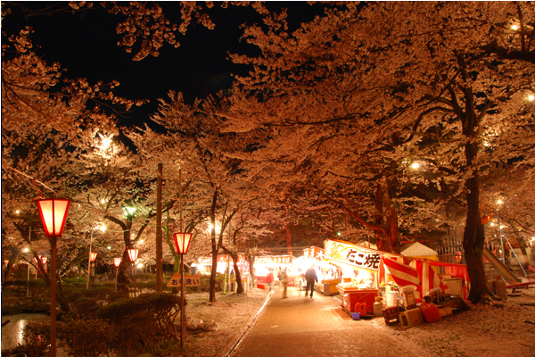 高田公園賞櫻期間設置紙罩燈更添浪漫氣息。(圖片來源／week)