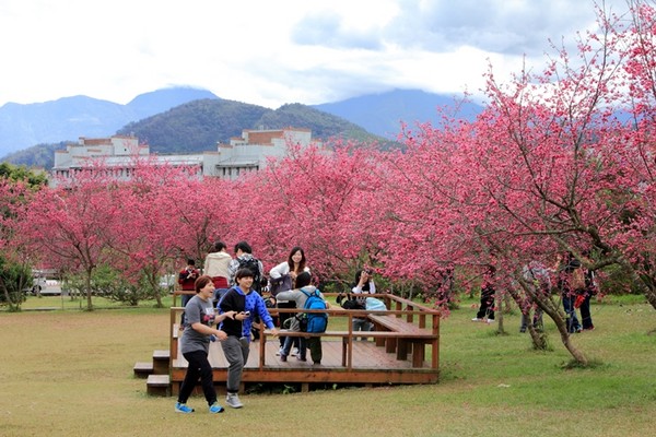 暨南大學百餘公頃大片綠草地還有粉色八重櫻林，充滿春天氣息。(圖片來源／暨南大學)