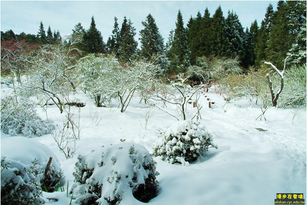 建議欲賞雪的遊客，可以待積雪超過五公分時再行前往。(圖片提供／漫步在雲端的阿里山黃源明)