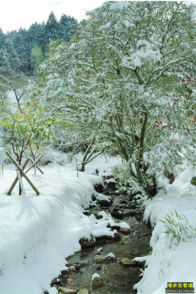 野溪兩旁，白雪覆蓋充滿異國情調。(圖片提供／漫步在雲端的阿里山黃源明)