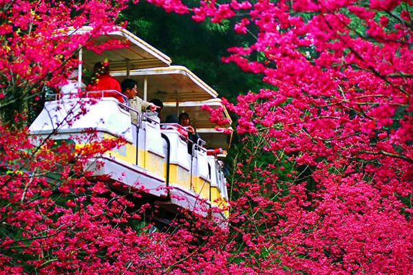 坐著空中電車，欣賞園區美景。(圖片來源／九族櫻花祭)