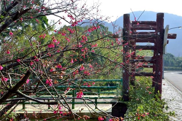 陽明山國家公園早生山櫻花已綻放，遇寒流來襲，欲上山賞雪賞花須注意交通情報。（圖片來源／陽明山國家公園)