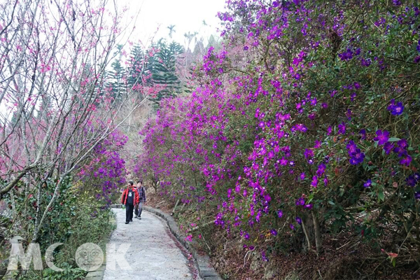 紫牡丹(梅嶺梅峰古道)。（圖片提供／台南市政府觀光旅遊局）