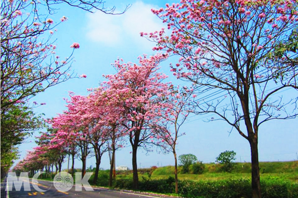 紅花風鈴木。（圖片提供／台南觀旅局）