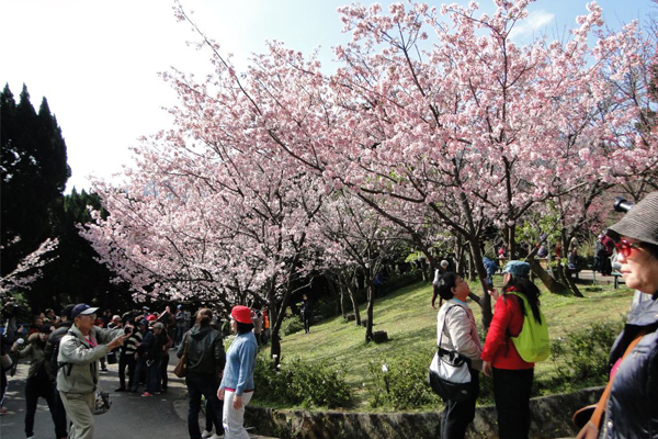 2016陽明山花季登場。(圖片來源／台北旅遊網)