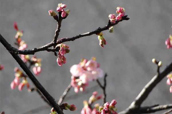 陽明山櫻花初綻（圖片來源／陽明山花季）