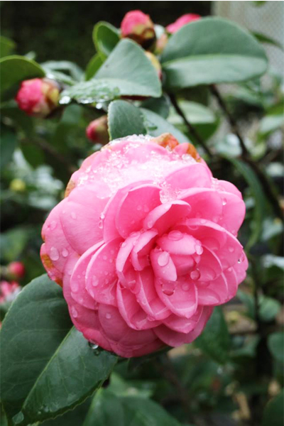 茶花（圖片來源／陽明山花季）