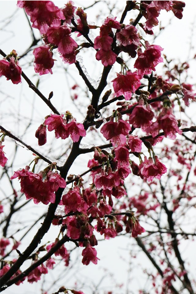 陽明公園結凍的櫻花（圖片來源／陽明山花季）