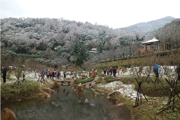 周末雪白的陽明公園（圖片來源／陽明山花季）