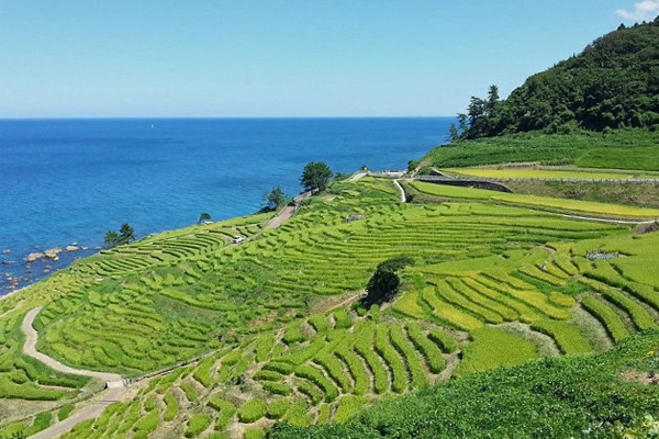 春夏翠綠的梯田配著蔚藍的日本海景，美不勝收。（圖片來源／senmaida.wajima-kankou）