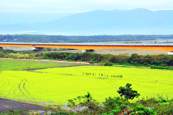 池上黃金花海美不勝收。（圖片來源／台東就醬玩 Amazing Taitung-台東縣觀旅處）