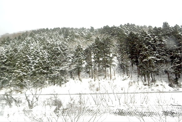 日本成為一片銀色的雪世界。(攝影／MOOK景點家張盈盈)