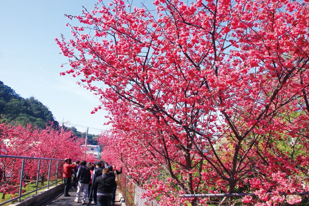 在泰安舊山線周遭，50多株的八重櫻，每到盛開時節都吸引了許多遊客前來賞花。(圖片來源／台中觀光旅遊網)