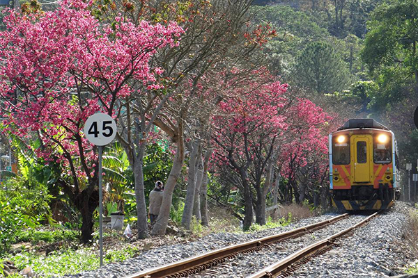 春季內灣支線粉嫩櫻花與綠樹交疊，讓沿途鐵道風景更添浪漫。(圖片來源／台鐵路透社)