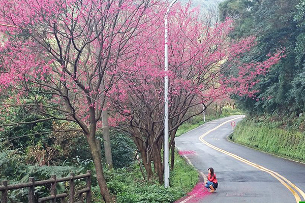 櫻花將三芝區青山路妝點的粉嫩繽紛。(圖片來源／賞花快報)