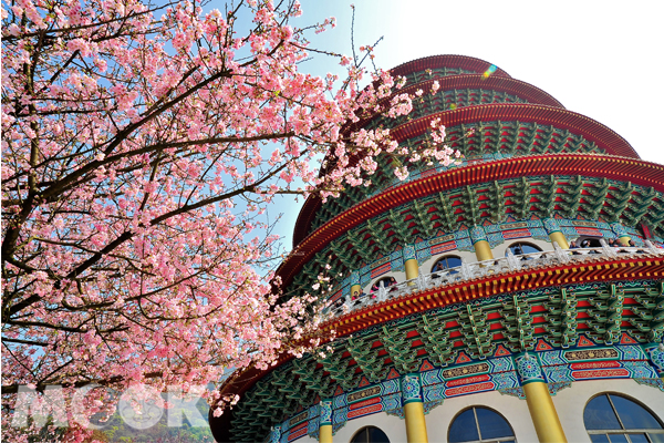 天元宮櫻花盛開美景。(圖片提供／新北市農業局)