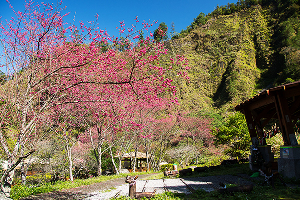 走進八仙山森林遊樂區一起賞櫻森林浴。（圖片來源／行政院林務局）