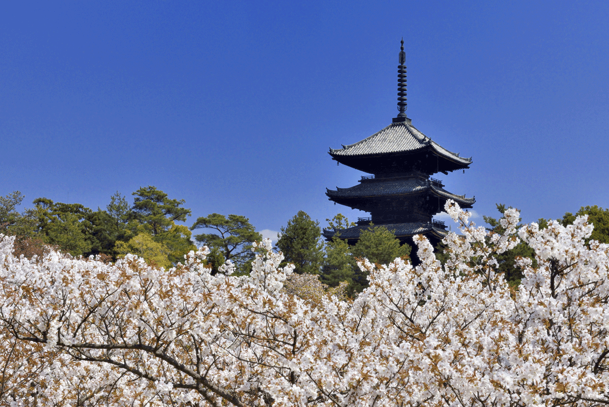 仁和寺，櫻花盛開，美如飄雪。(圖片來源／ginenitizu.at.webry)