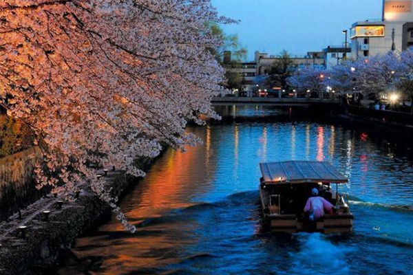 京都賞櫻全攻略，八大景點不能錯過。(圖片來源／jalan)