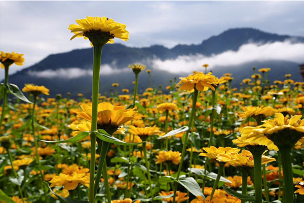 美麗的花海，成為新年不能錯過景點。（圖片來源／葵花迎賓滿杉林）