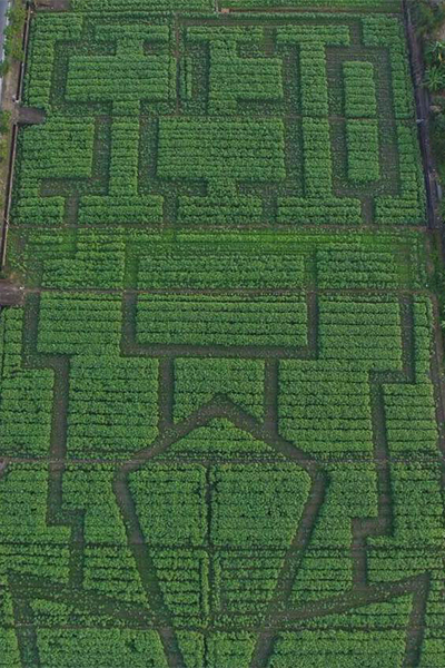 3公頃大的葵花田迷宮上面寫著5230 (我愛杉林)。（圖片來源／葵花迎賓滿杉林）