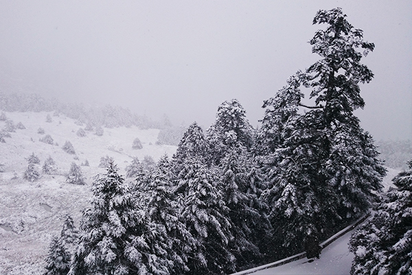 合歡山2016雪景。（圖片來源／林務局）