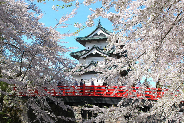 日本賞櫻季節到來（圖片來源／JNTO）