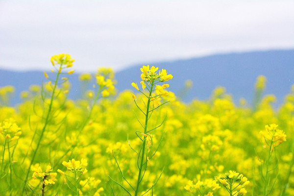 金黃色的油菜花，亮眼吸睛。（圖片來源／台東就醬玩 Amazing Taitung-台東縣觀旅處）