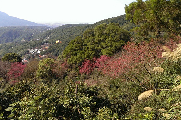 虎山山腰步道。（圖片來源／台北市大地處）