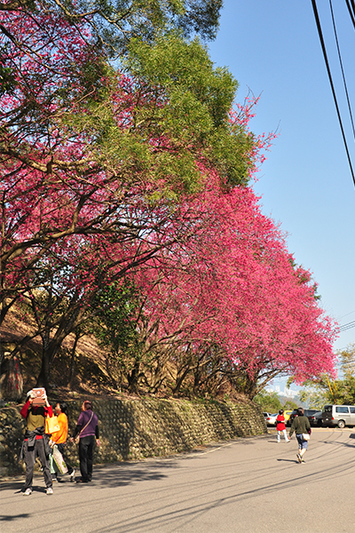 老泉街45巷沿線櫻花。（圖片來源／台北市大地處）