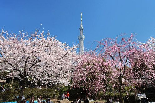 東京賞櫻季節到來，為晴空塔染上淡粉色彩。（圖片來源／pinterest）