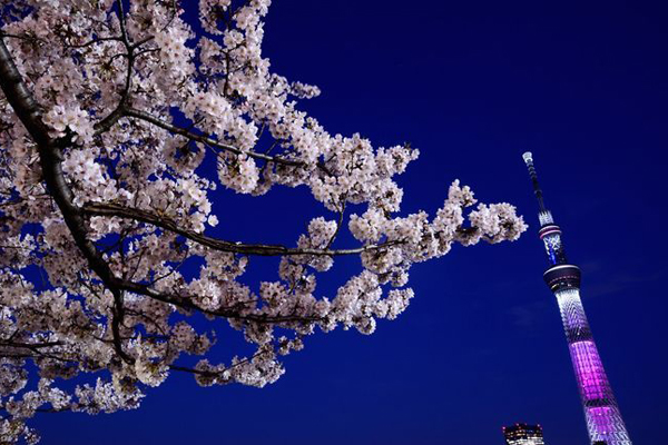 迎接櫻花季節，晴空塔實施期間限定特殊點燈。（圖片來源／pinterest）