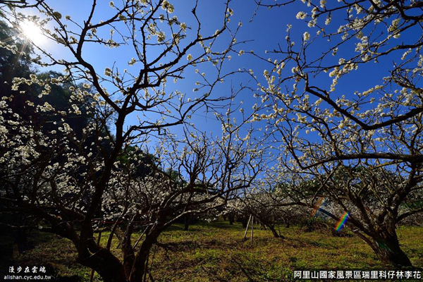 瑞里科仔林的李花園。(圖片提供／漫步在雲端的阿里山黃源明)