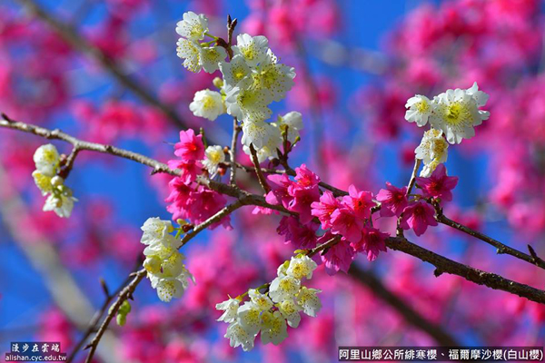 粉白雙色，繽紛吸睛。(圖片提供／漫步在雲端的阿里山黃源明)