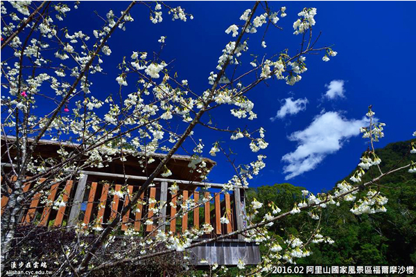 朵朵白花綻放。(圖片提供／漫步在雲端的阿里山黃源明)