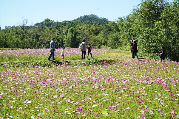 漫步田埂中，徜徉浪漫花海。（圖片來源／新竹縣政府）