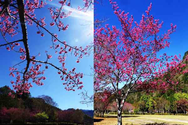 粉嫩的櫻花與藍天相映輝。（圖片來源／奧萬大情報站）