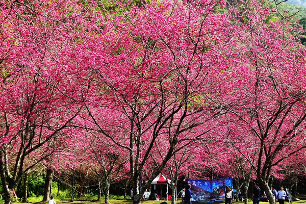 櫻花盛開，成為大片粉色浪漫的屏幕。（圖片來源／奧萬大情報站）