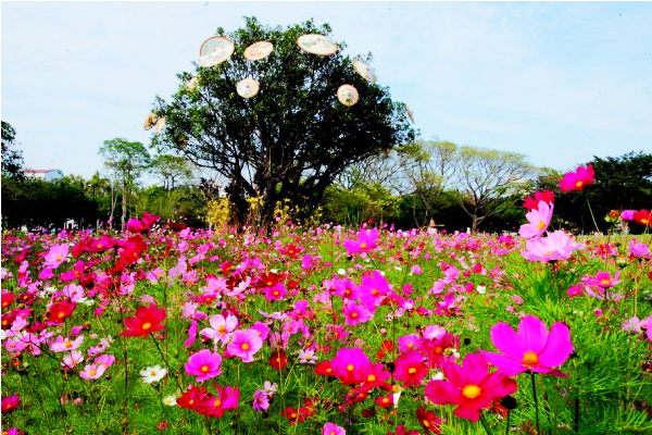 台南花開遍地，充滿春天氣息。（圖片來源／台南市政府）